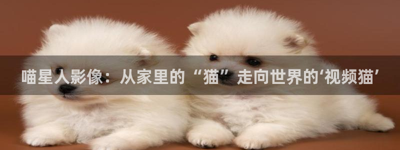 罐头橘子怎么做视频：喵星人影像：从家里的“猫”走向世界的‘视频猫’